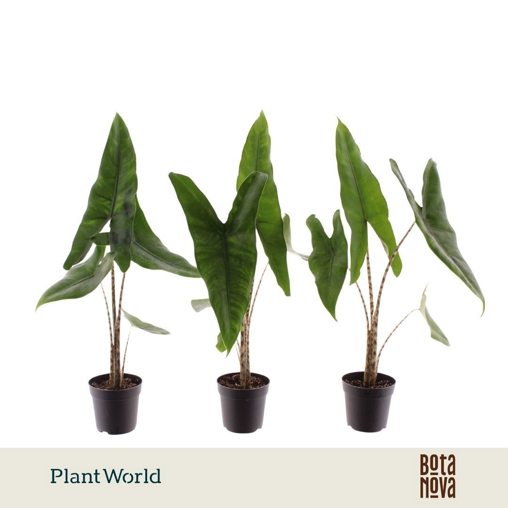 Alocasia Zebrina 7 cm.