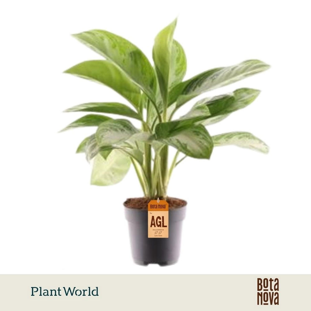 Aglaonema Silver Bay 3 stekken p.p. (Decorum).