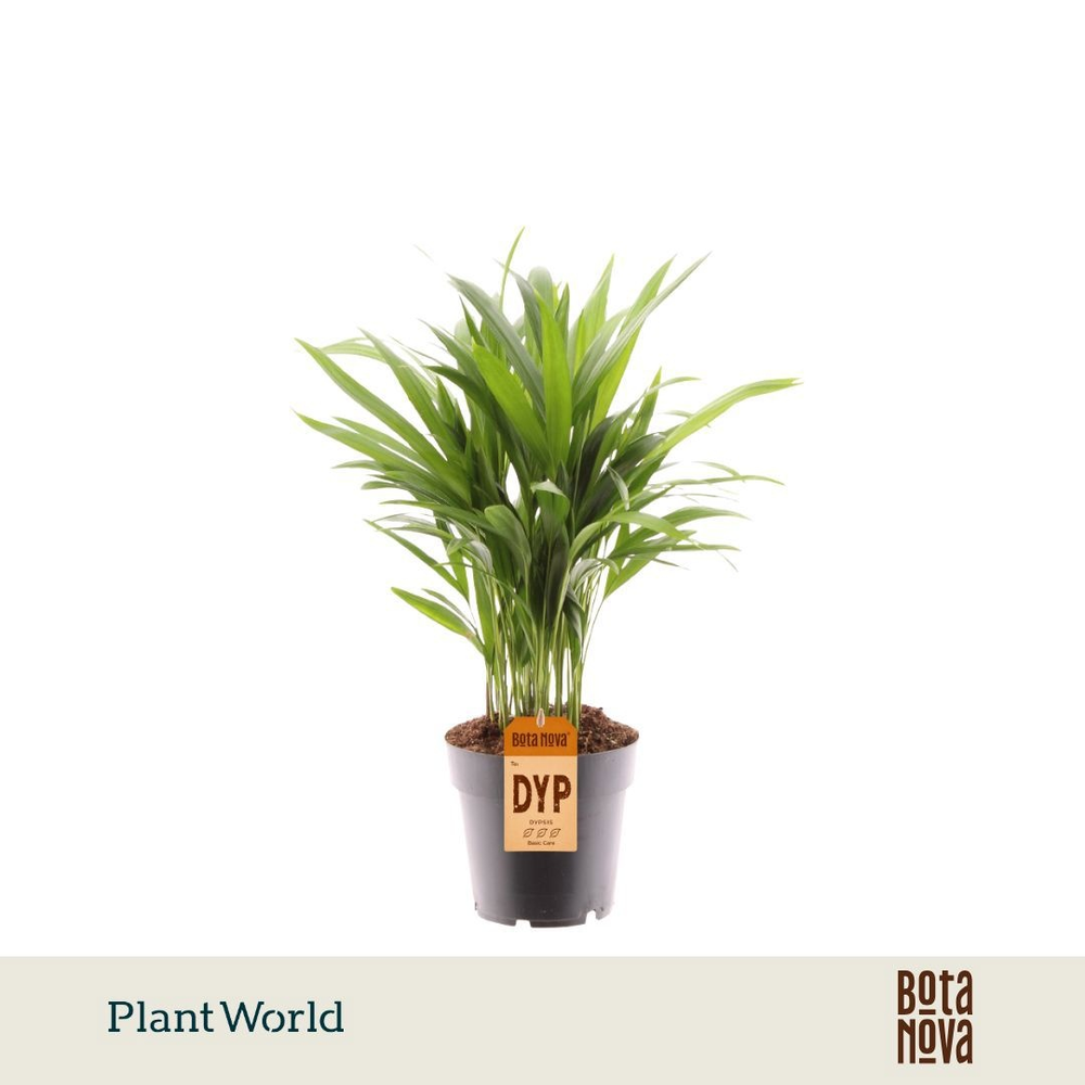 Dypsis lutescens (Areca).