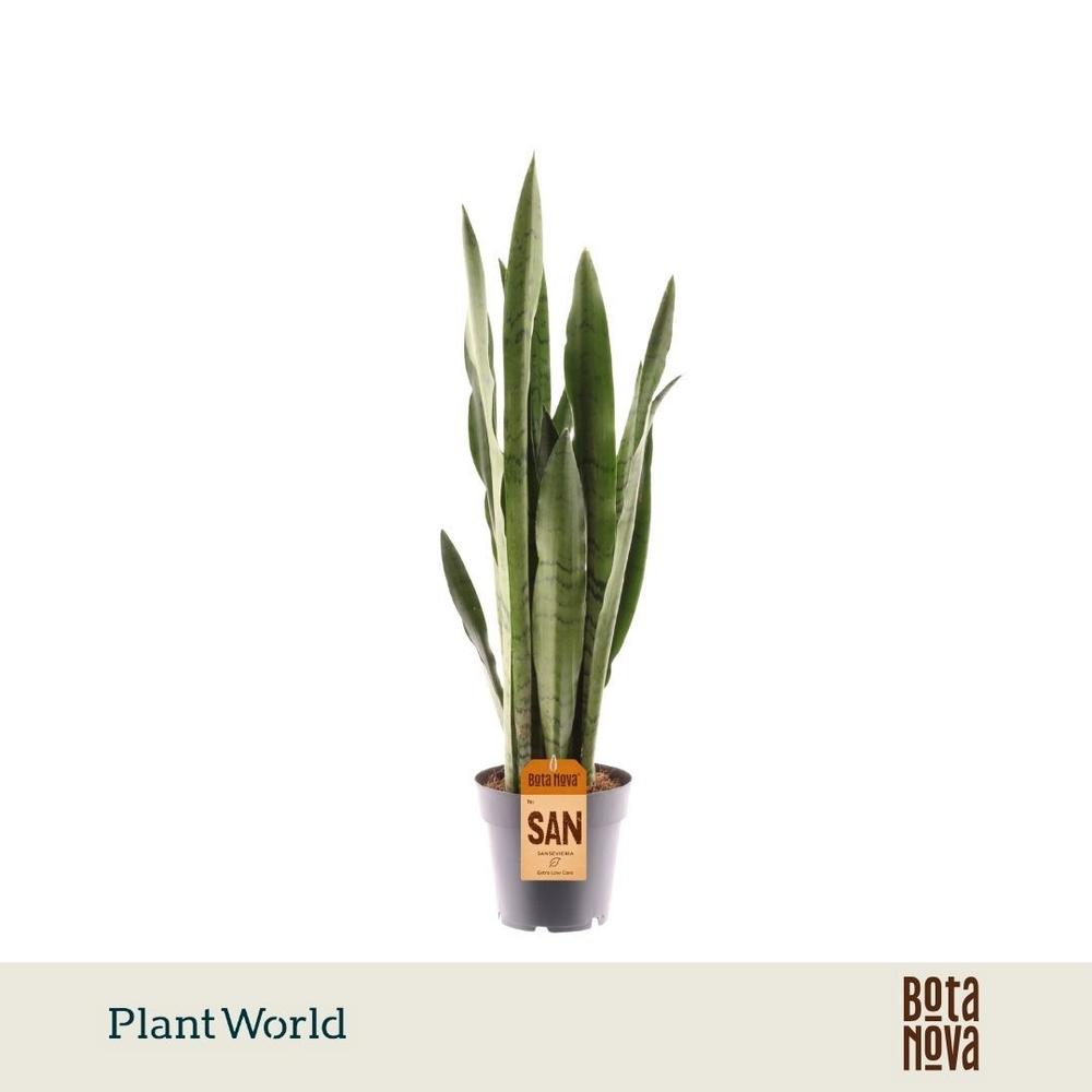 Sansevieria Spearmint.