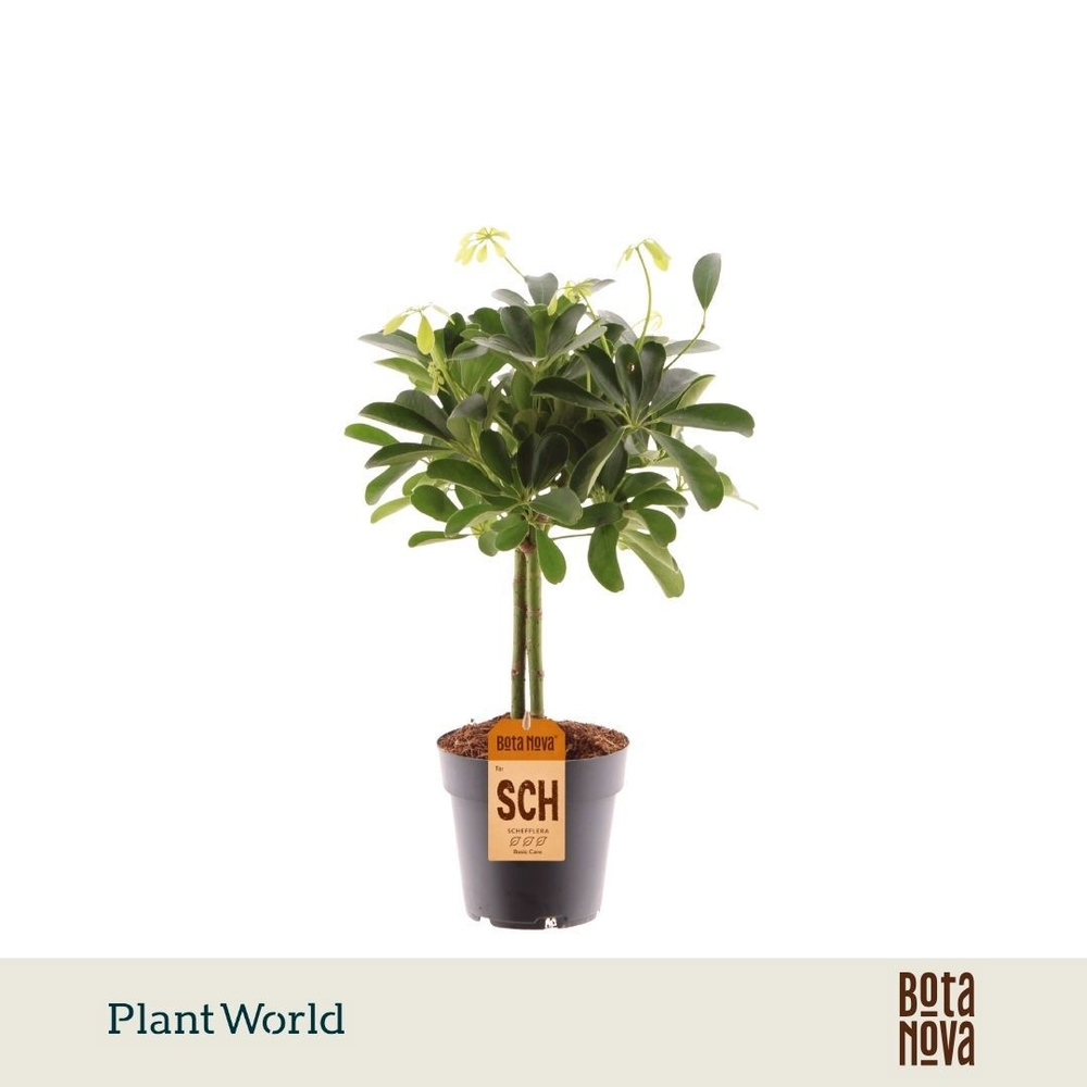 Schefflera Compacta (Nora) op stam.