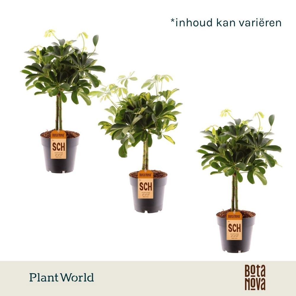 Schefflera op stam mix (Gold Capella & Compacta).
