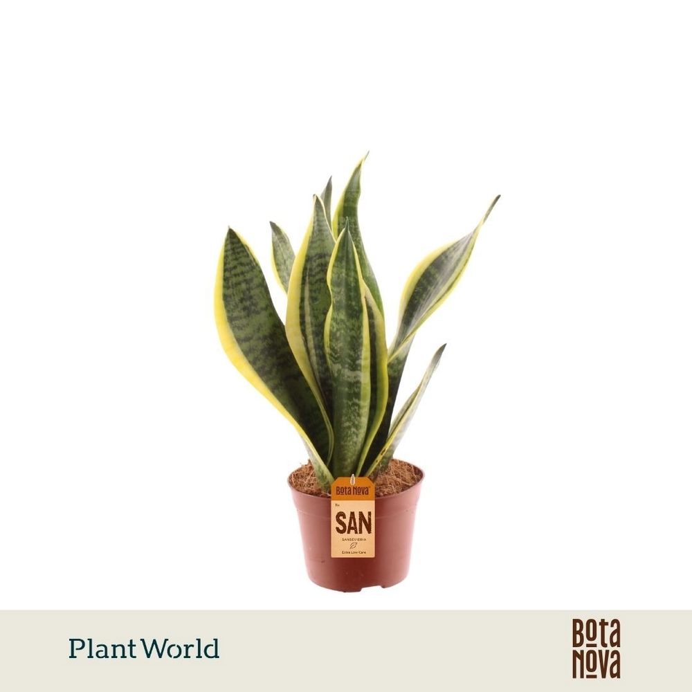Sansevieria Futura Superba 2 PP.
