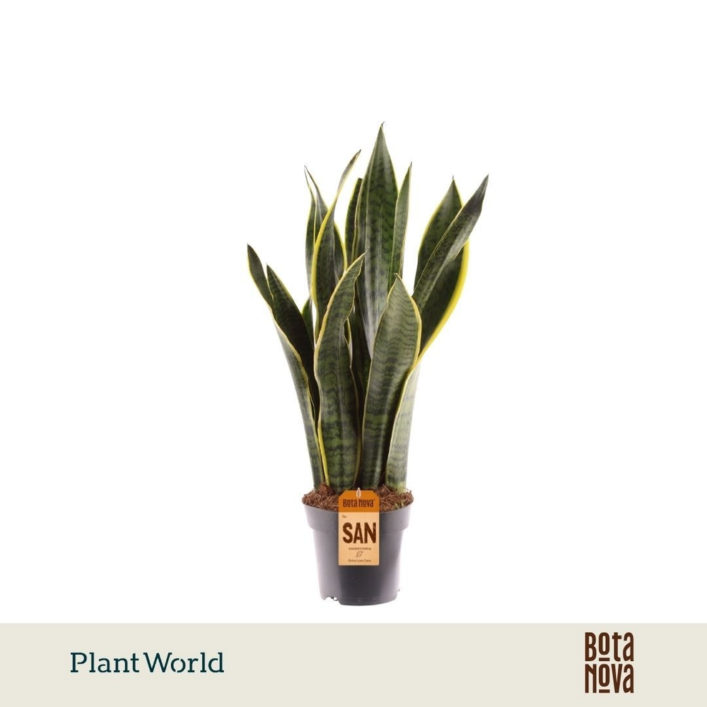 Sansevieria Laurentii XL.