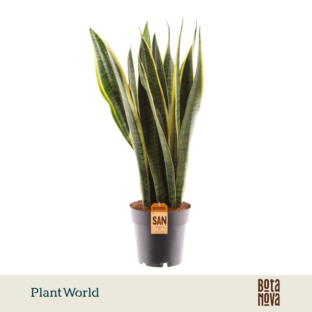 Sansevieria Laurentii XL.