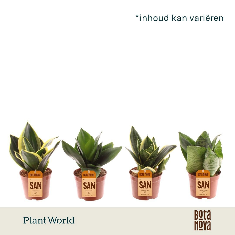 Sansevieria Dwarf Hahnii gemengd.