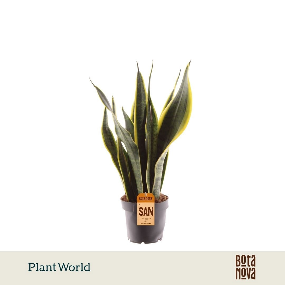 Sansevieria Laurentii.
