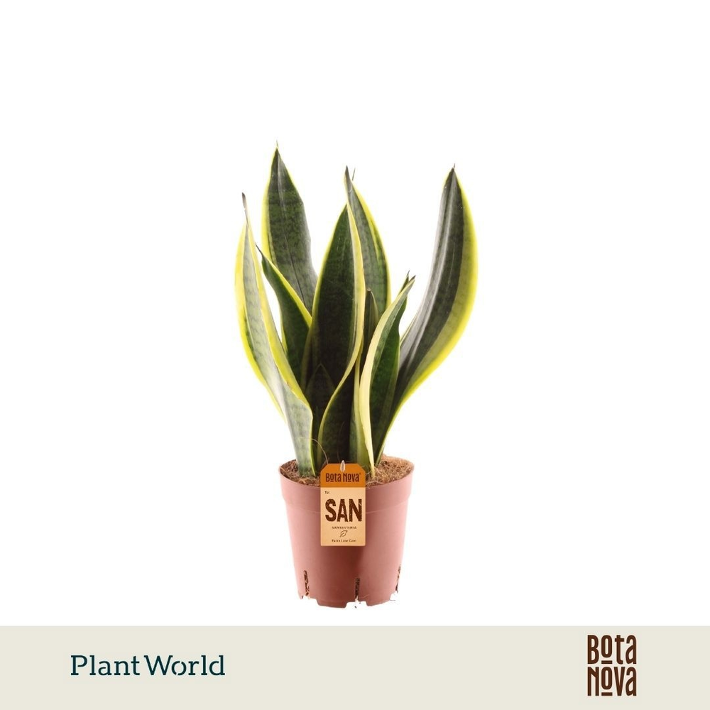 Sansevieria Futura Superba 3 stekken p.p..