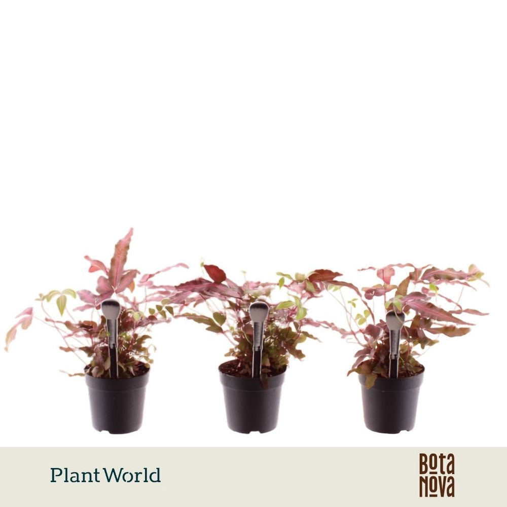 Pteris cretica 'Albolineata' 7 cm Make-Upz Roze.
