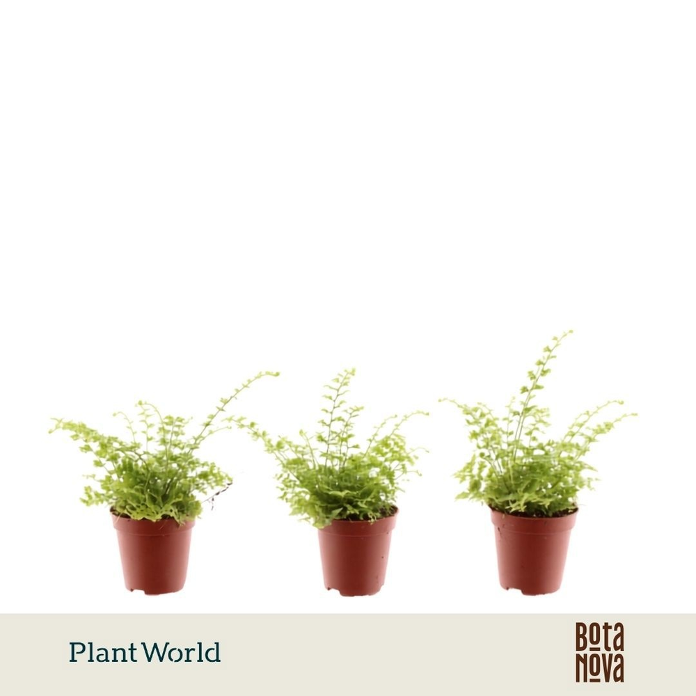 Tiny Nephrolepis Green Fantasy.