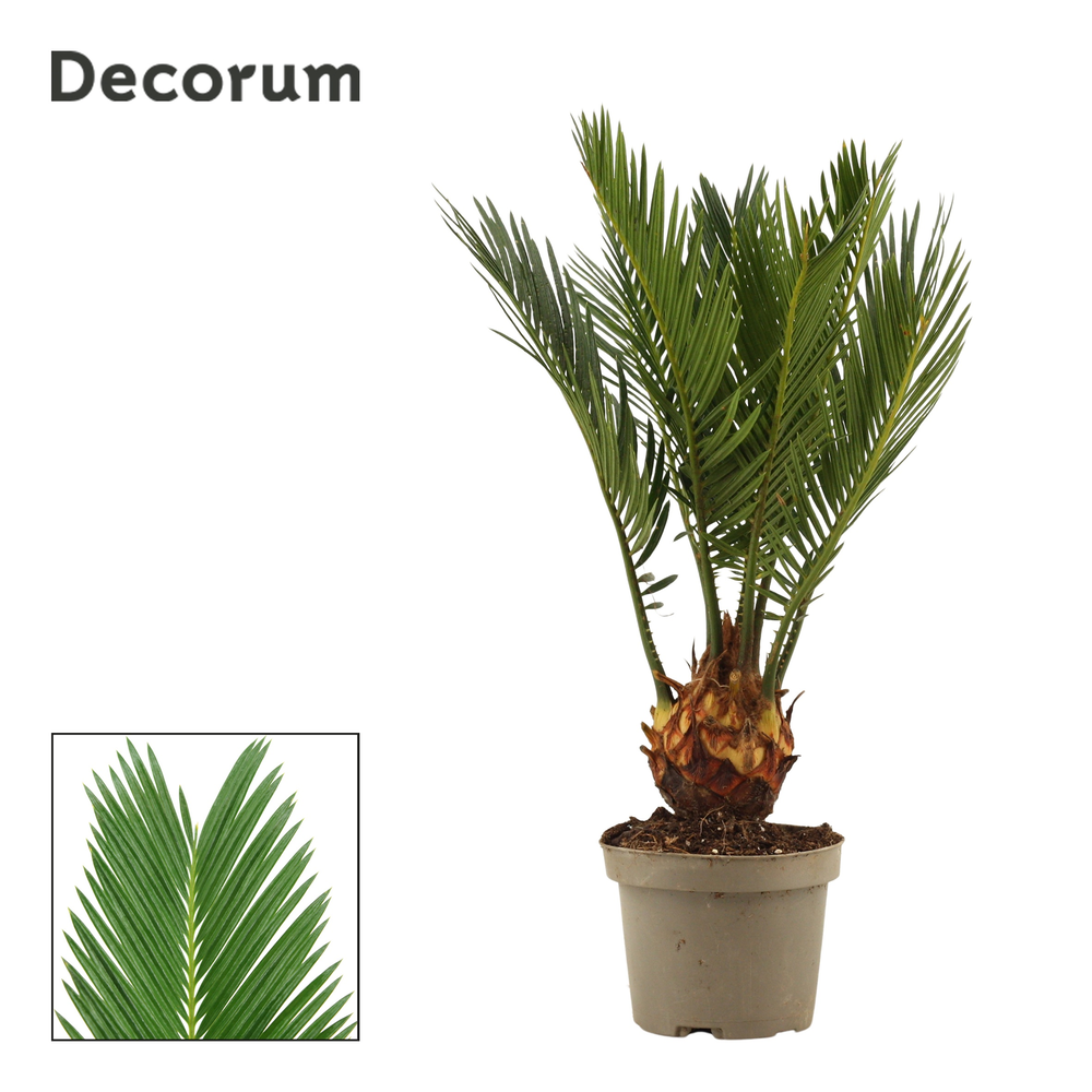 Cycas revoluta 9 cm, 4+ veren (Decorum).