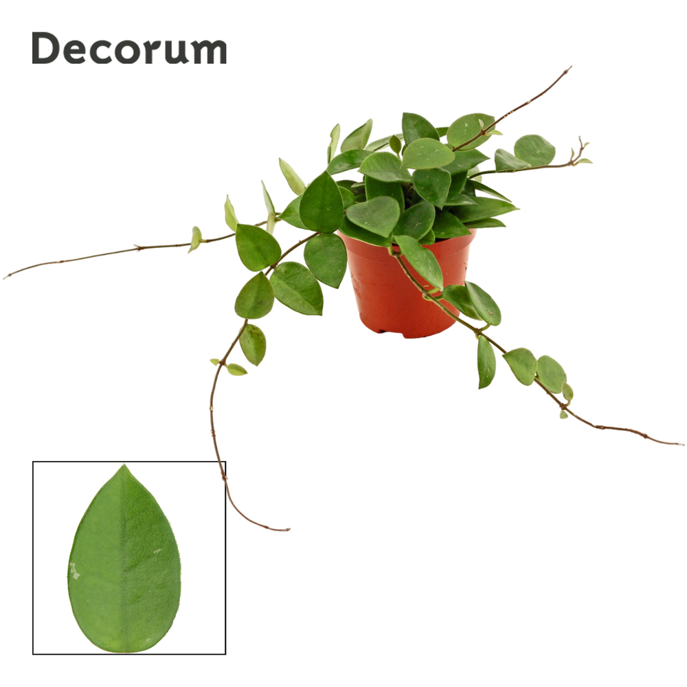 Hoya 9 cm CV Chouke (Decorum).