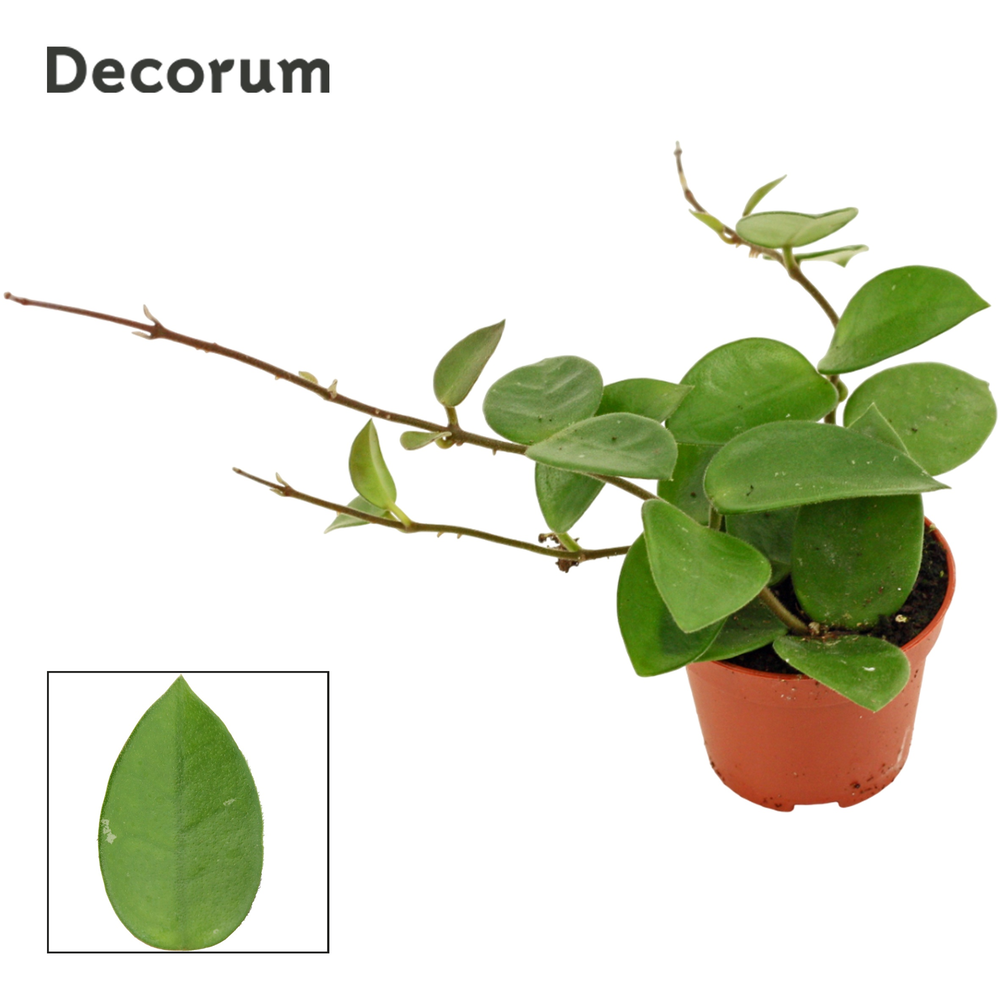 Hoya 6 cm CV Chouke Decorum.