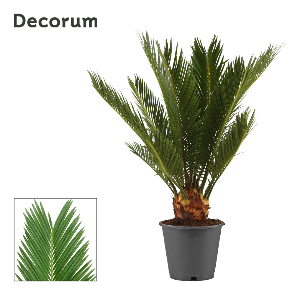 Cycas revoluta 12 cm, 6+ veren (Decorum).