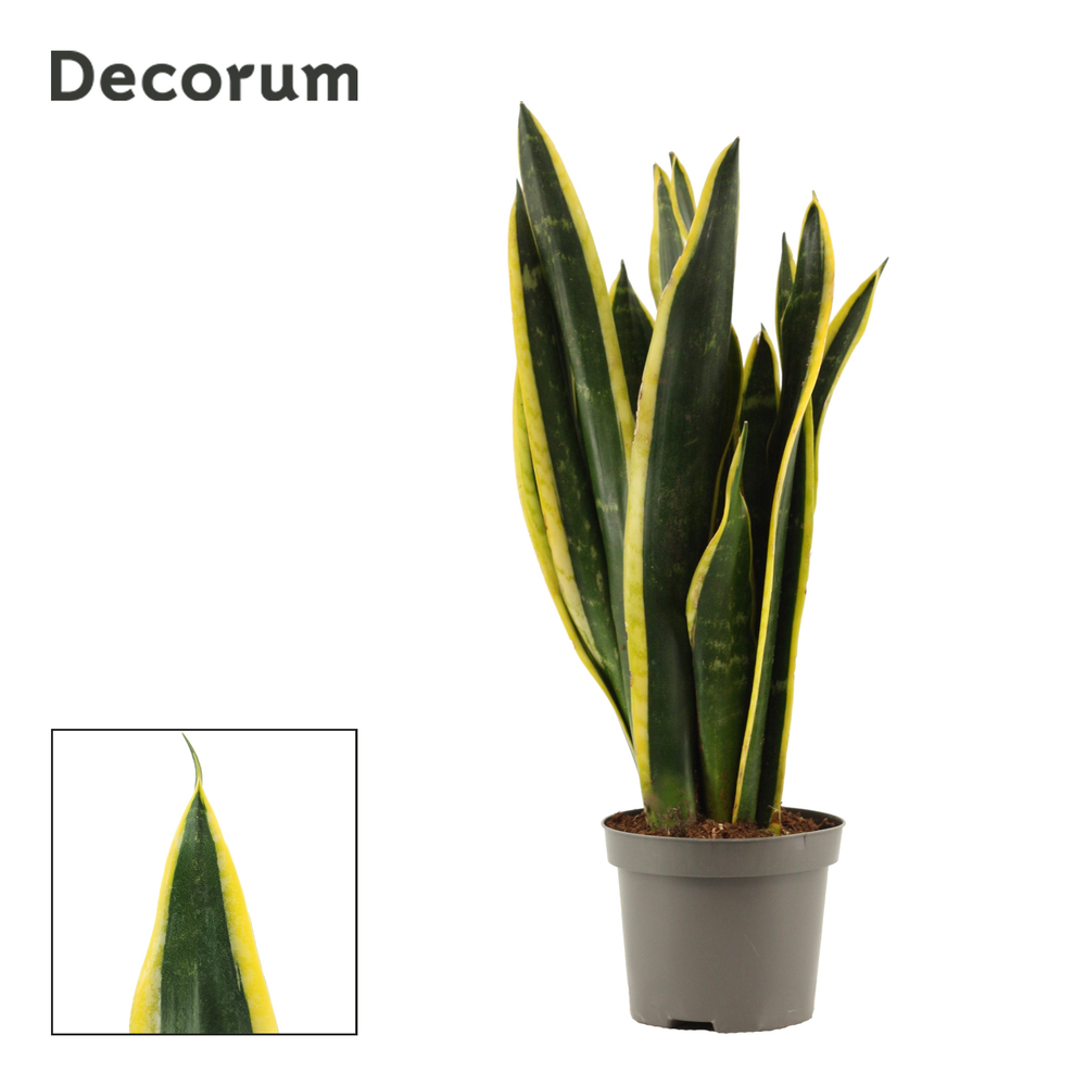 Sansevieria Black Gold 9 cm (Decorum).