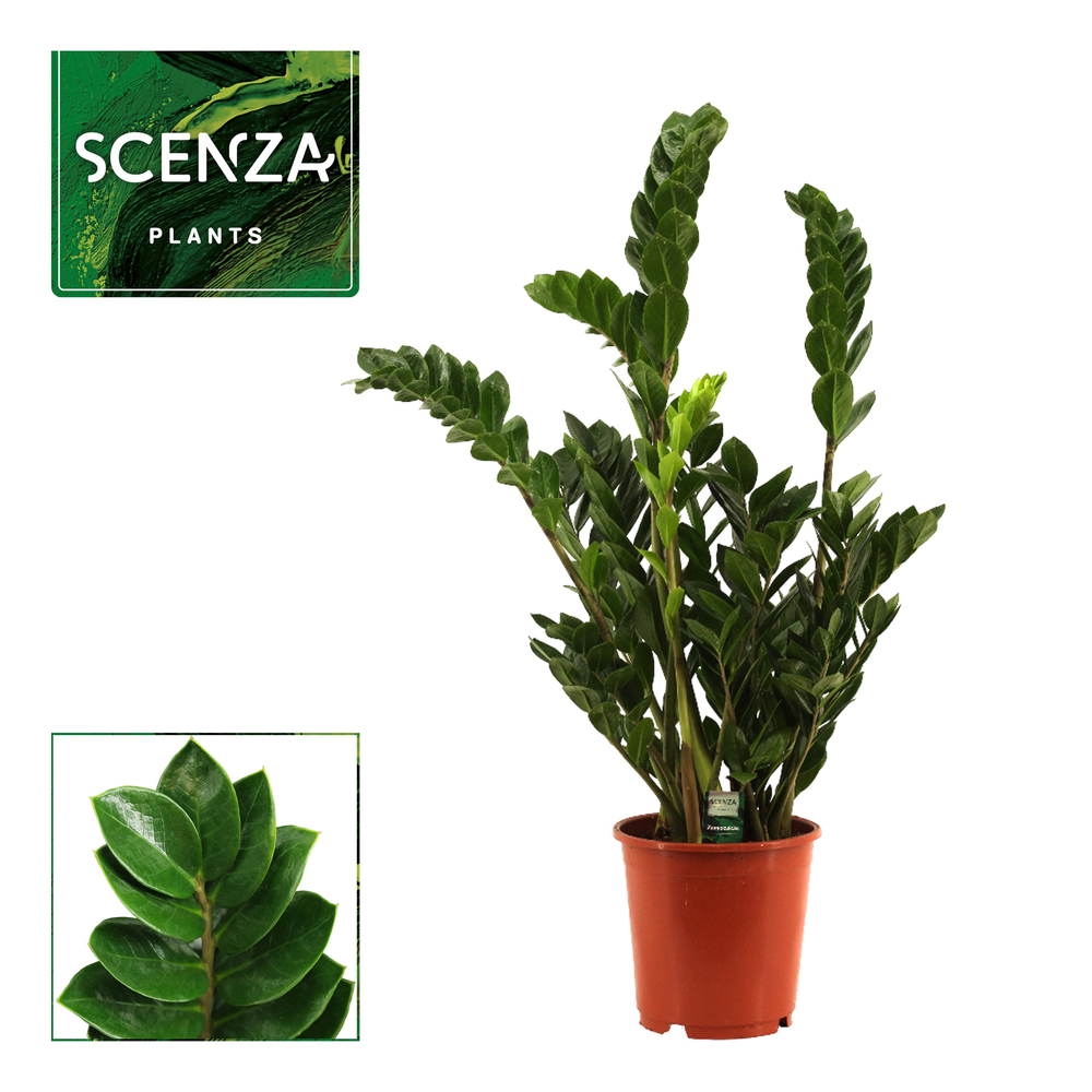 Zamioculcas 21 cm.