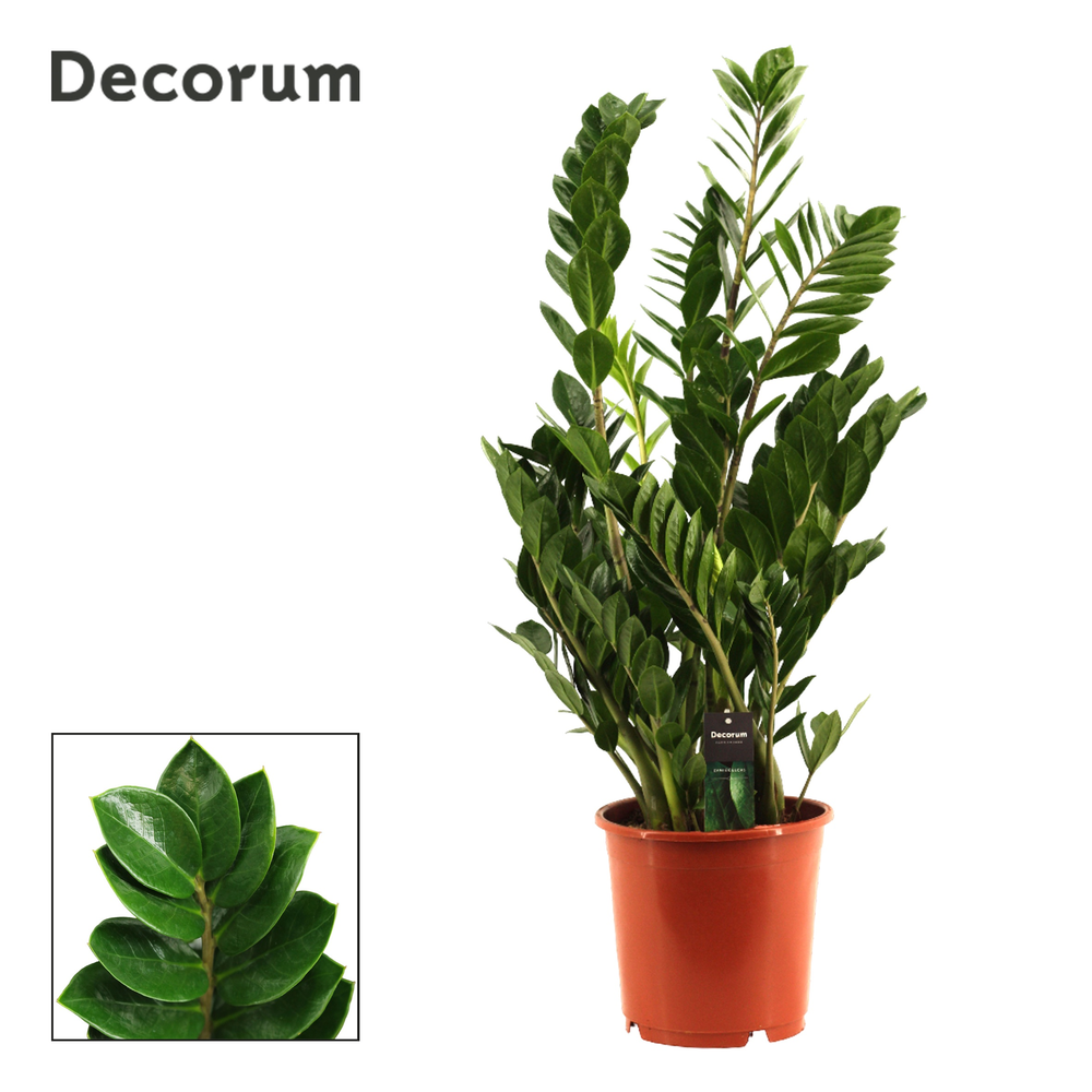 Zamioculcas 24 cm (Decorum).