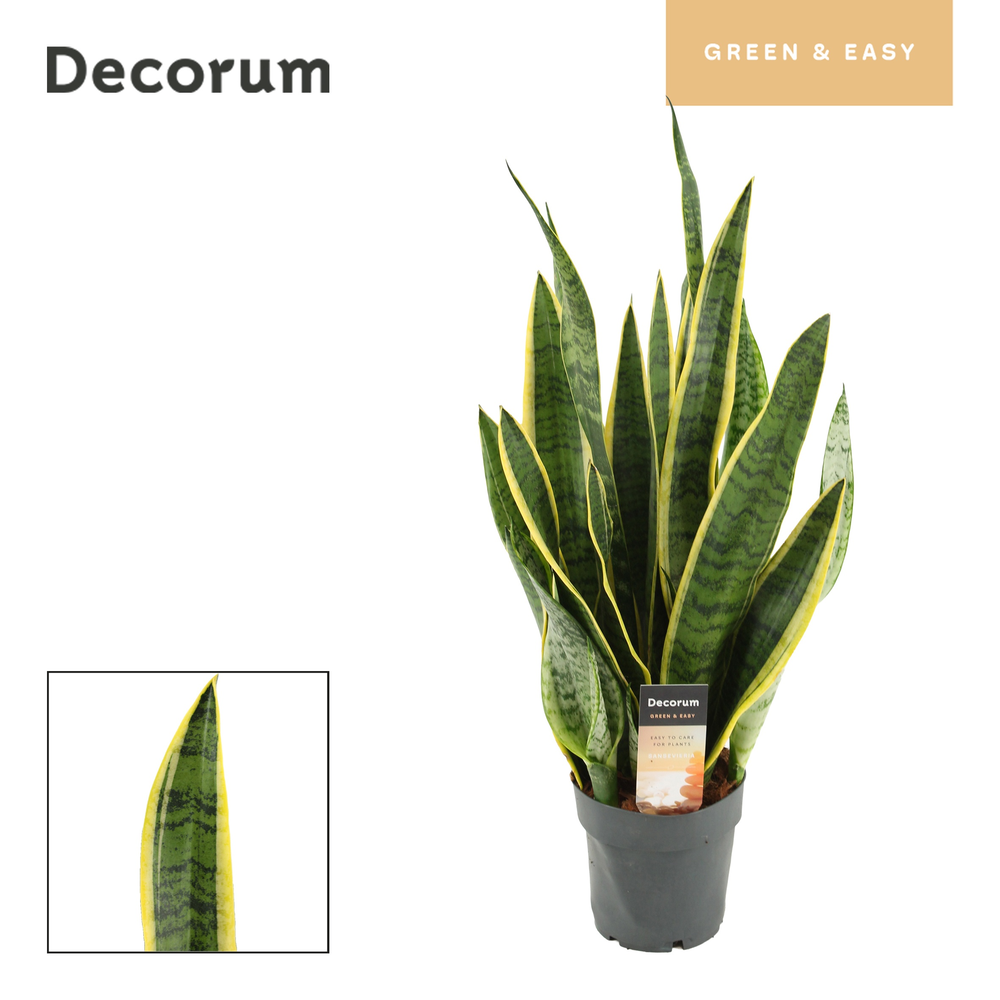 Sansevieria Laurentii 14 cm (Decorum).