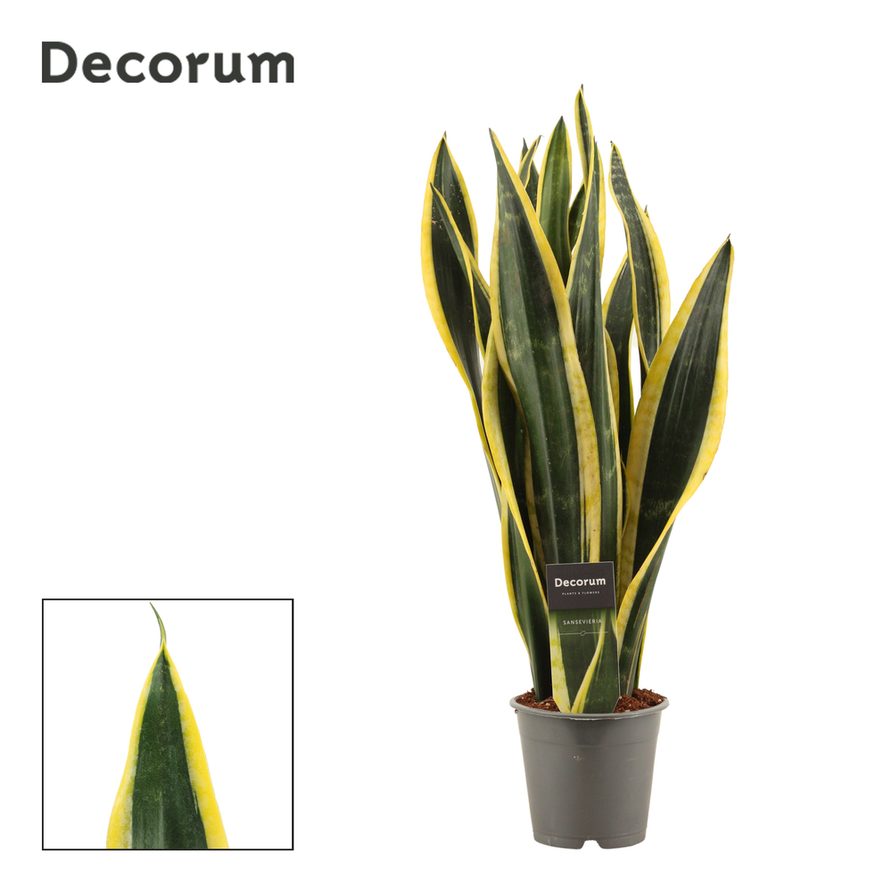 Sansevieria Black Gold 12 cm (Decorum).