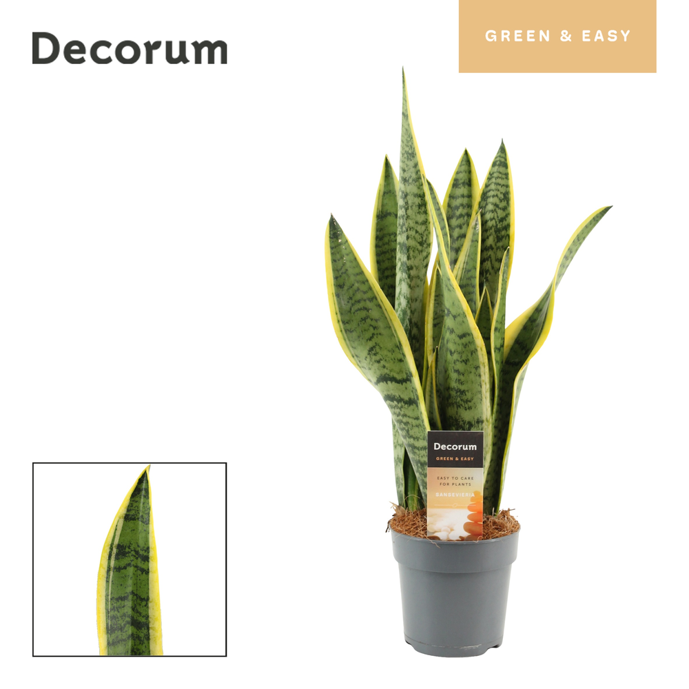 Sansevieria Laurentii 12 cm (Decorum).