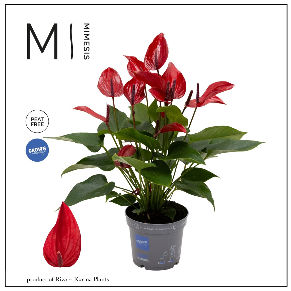 Mimesis Anthurium KARMA Lava - 12cm.