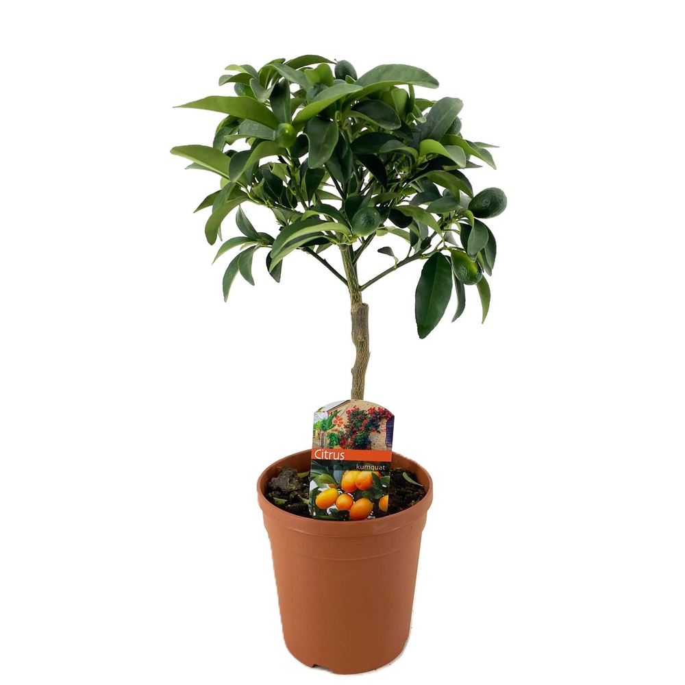 Citrus kumquat.