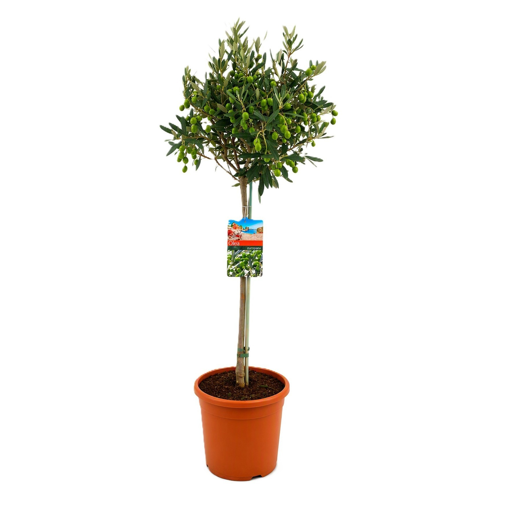Olea europaea.