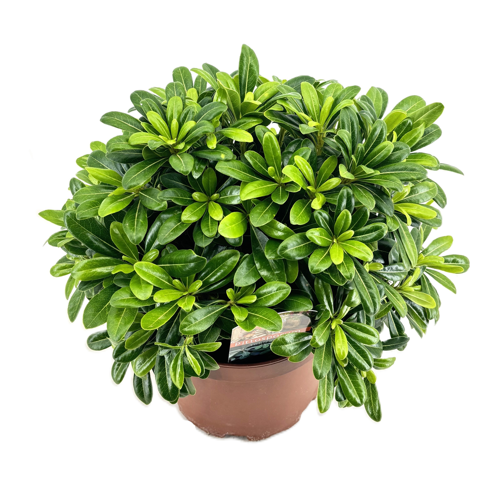 Pittosporum tobira nanum.