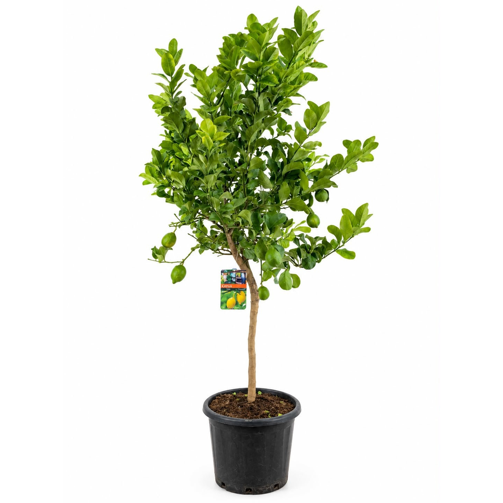 Citrus lemon.
