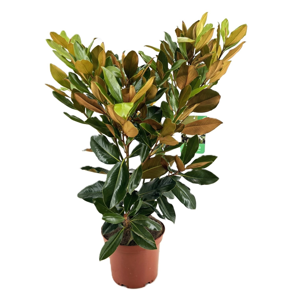Magnolia Grandiflora "little gem".