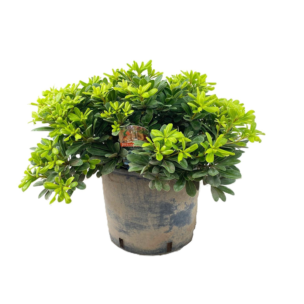 Pittosporum tobira nanum.