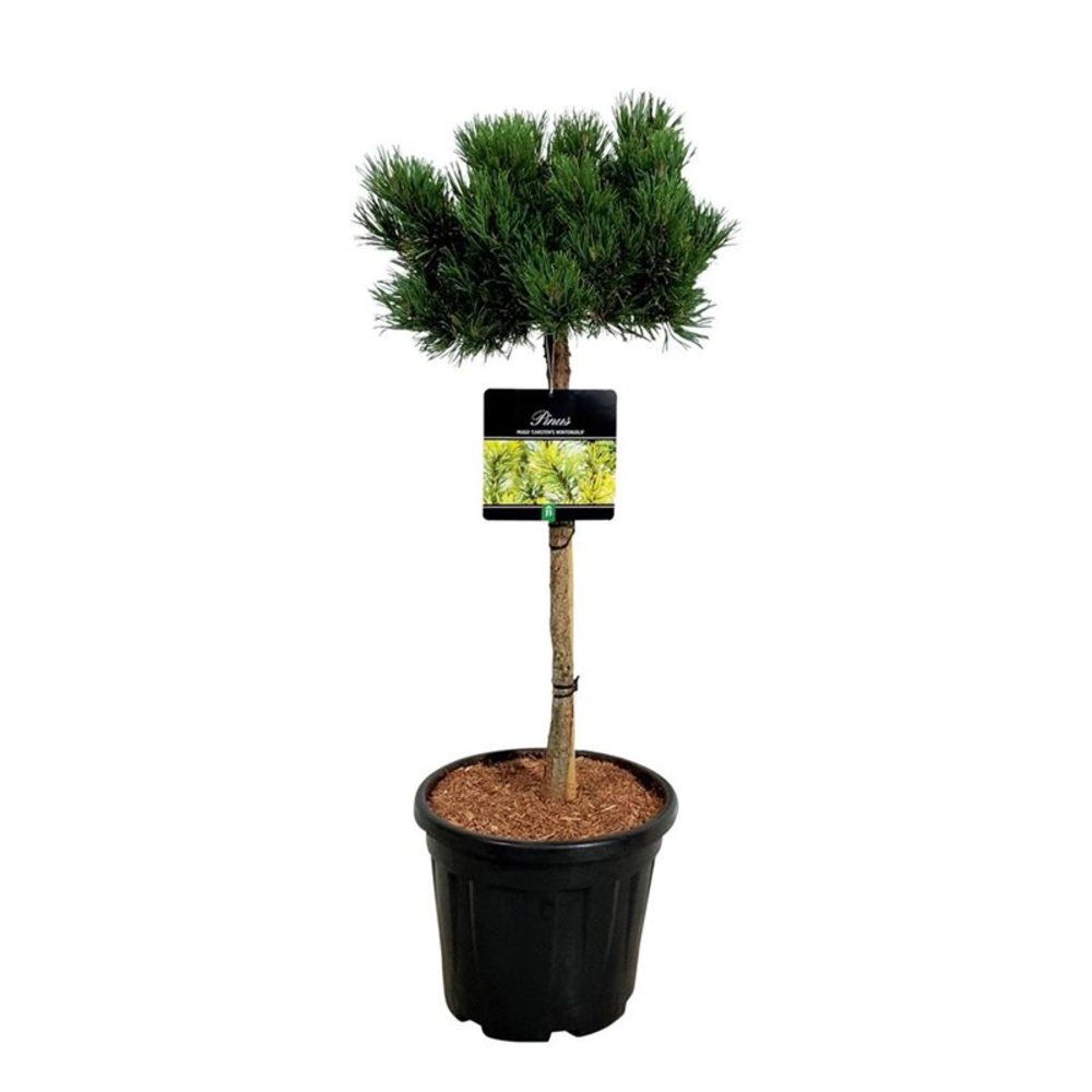 Pinus mugo 'Carsten's Wintergold'.