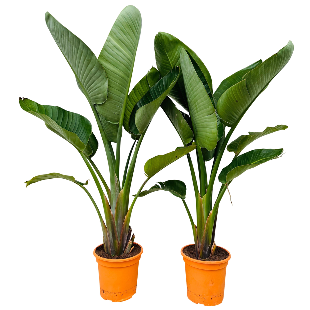 Strelitzia nicolai P24 2PP STRENIC242PP.