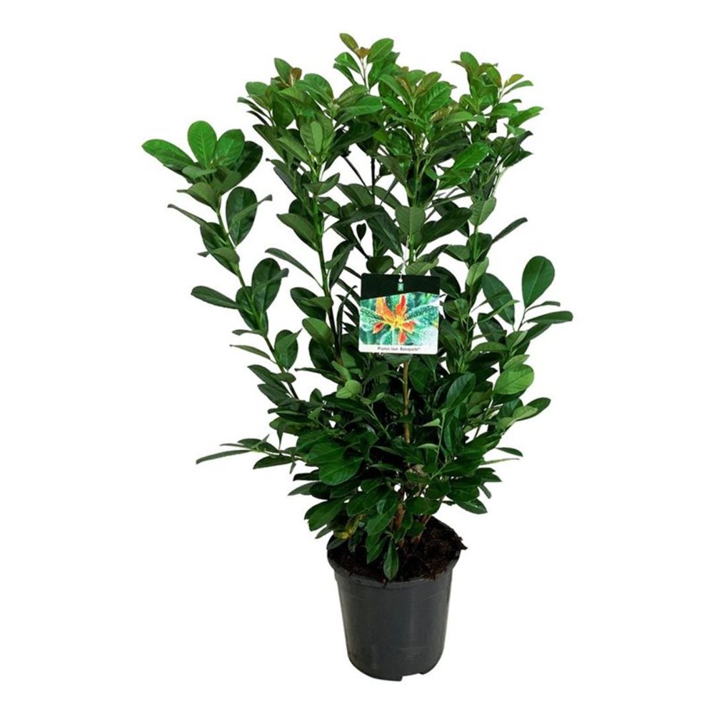 Prunus laur. 'Bonaparte' PBR.