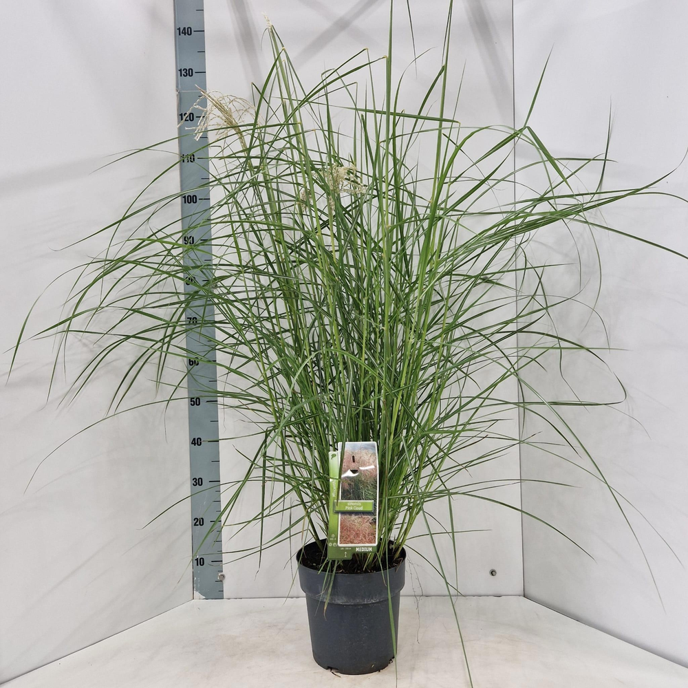 Miscanthus sin. 'Pink Cloud'.