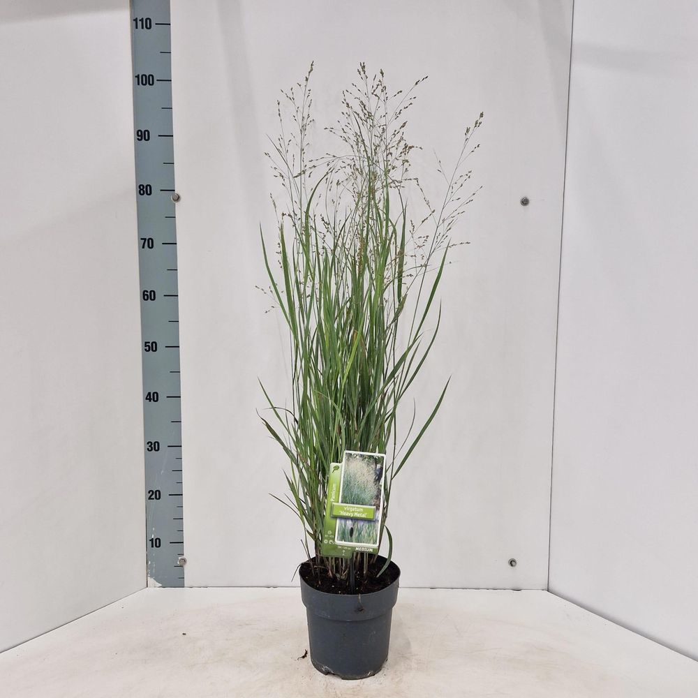 Panicum virgatum 'Heavy Metal'.
