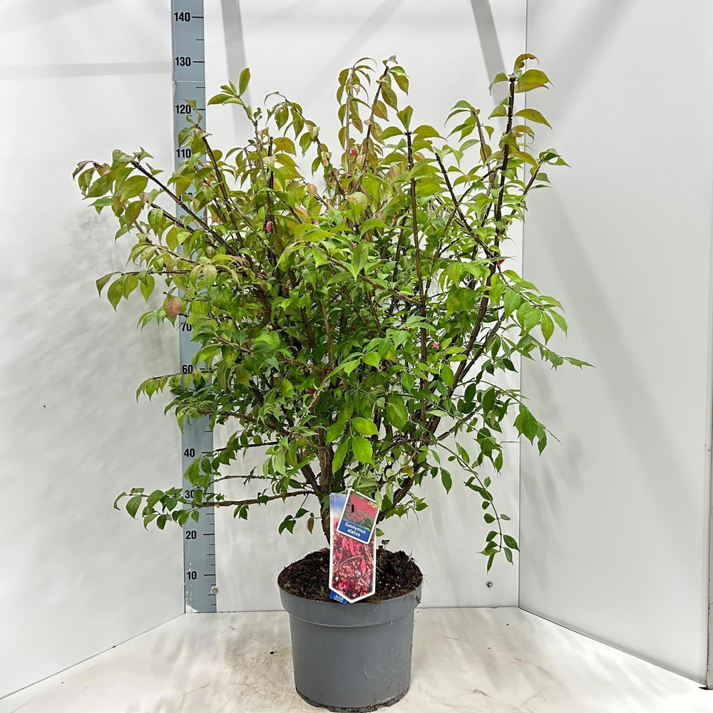 Euonymus alatus.
