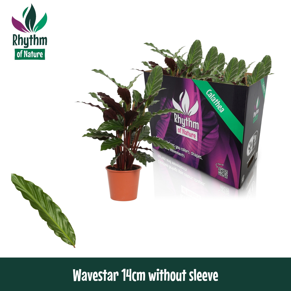 Calathea 14cm Wavestar Rhythm of Nature zonder hoe.