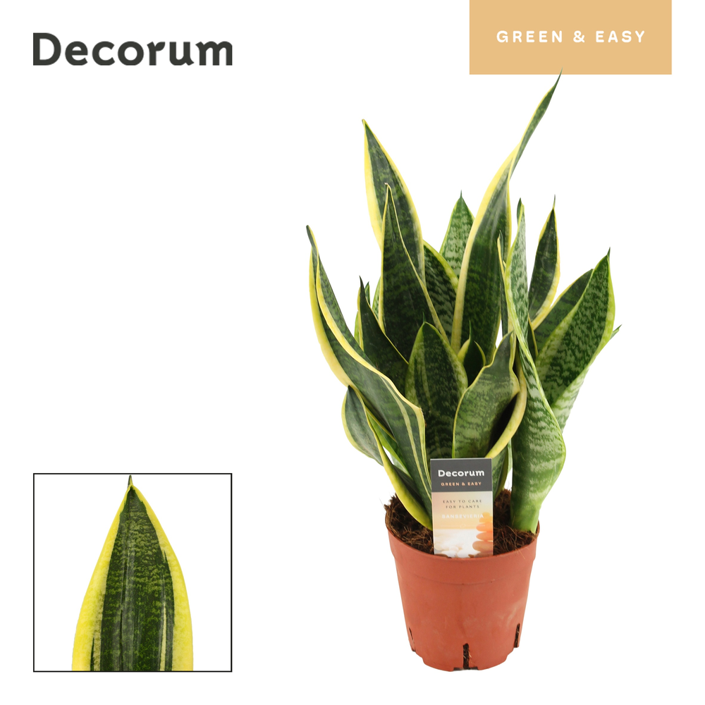 Sansevieria Superba 14 cm (Decorum).