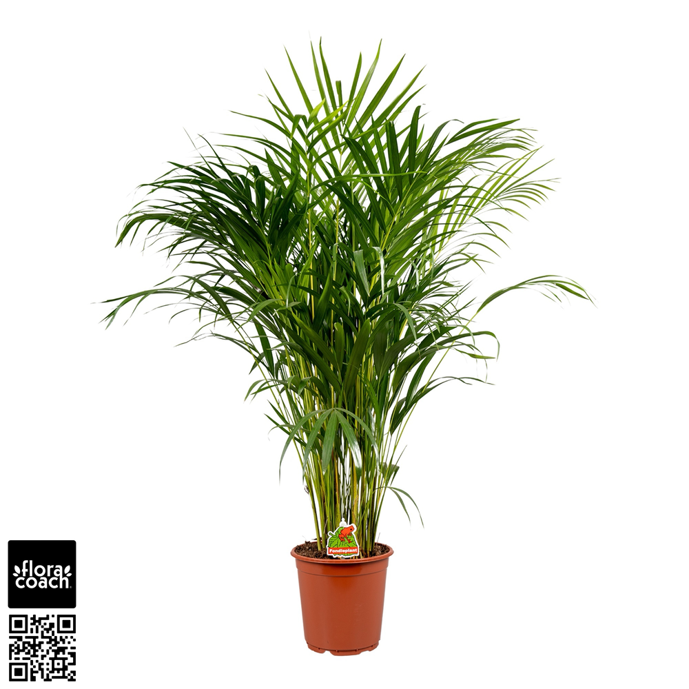 Dypsis Lutescens P22cm - H110cm (Areca).