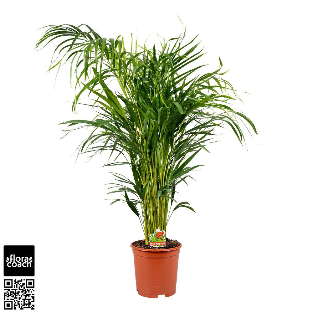 Dypsis Lutescens P21cm - H90cm (Areca).