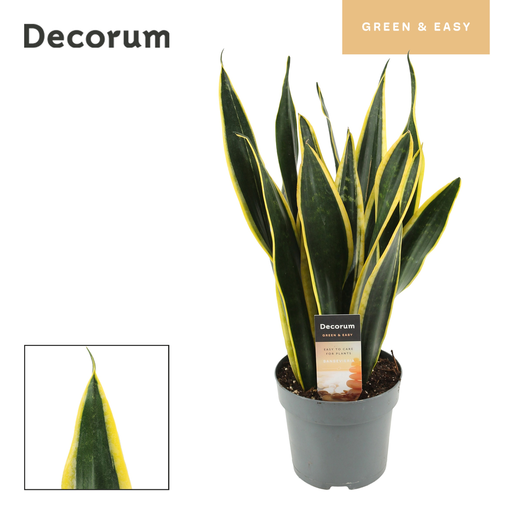 Sansevieria Black Gold 14 cm (Decorum).
