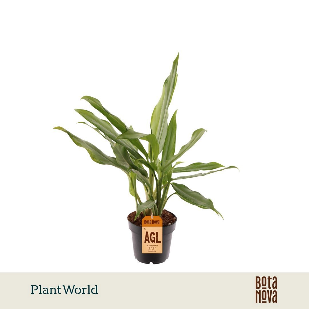 Aglaonema White Lance (Decorum).