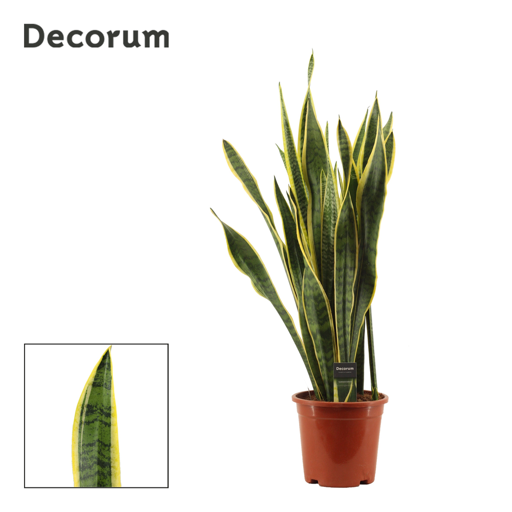 Sansevieria Laurentii 21 cm (Decorum).