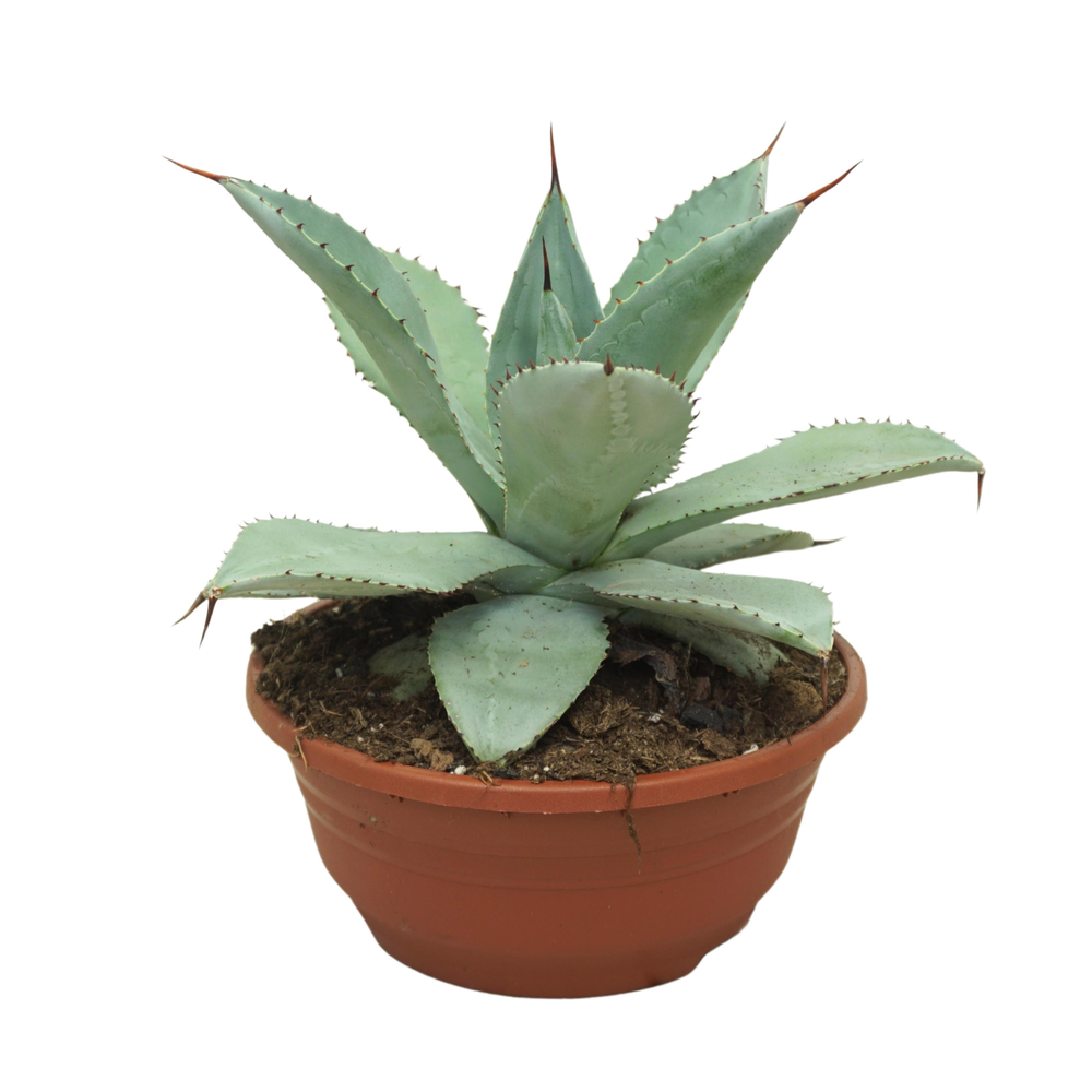 Agave potatorum 20 cm.
