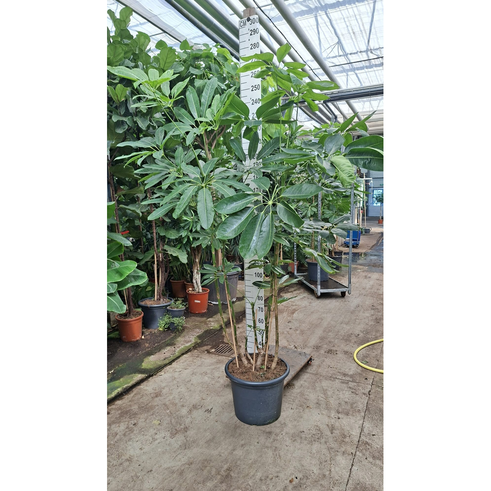 Schefflera Amate bush XXL 250.