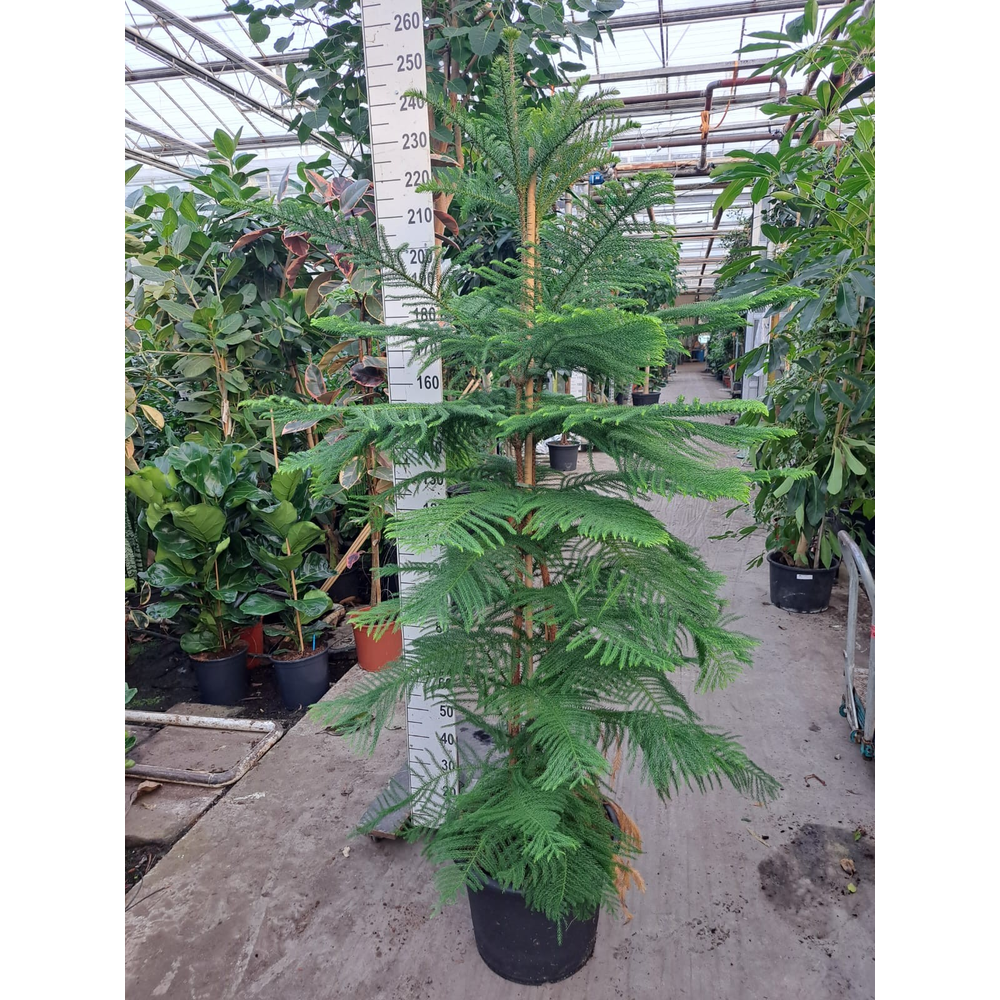 Araucaria toef 240.