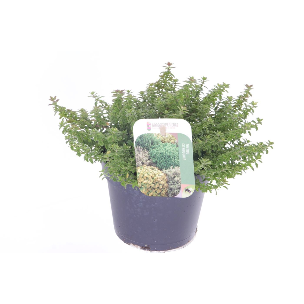 Thymus citr. Lemon Variegata.