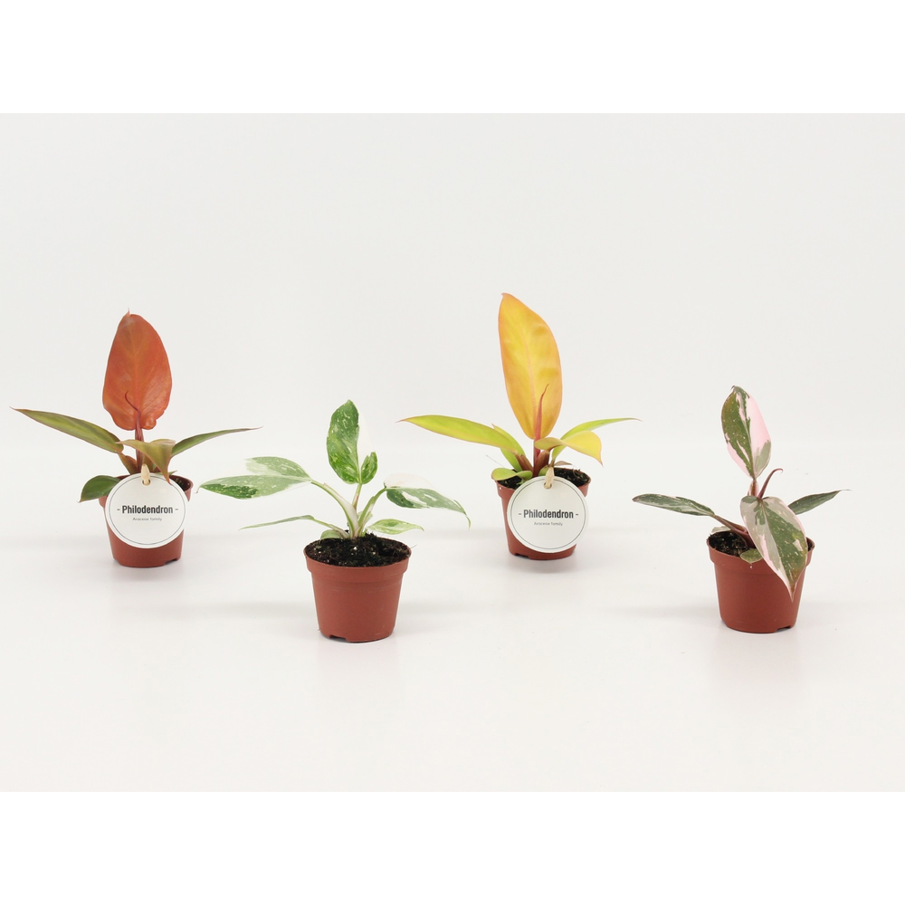 Philodendron Mix.