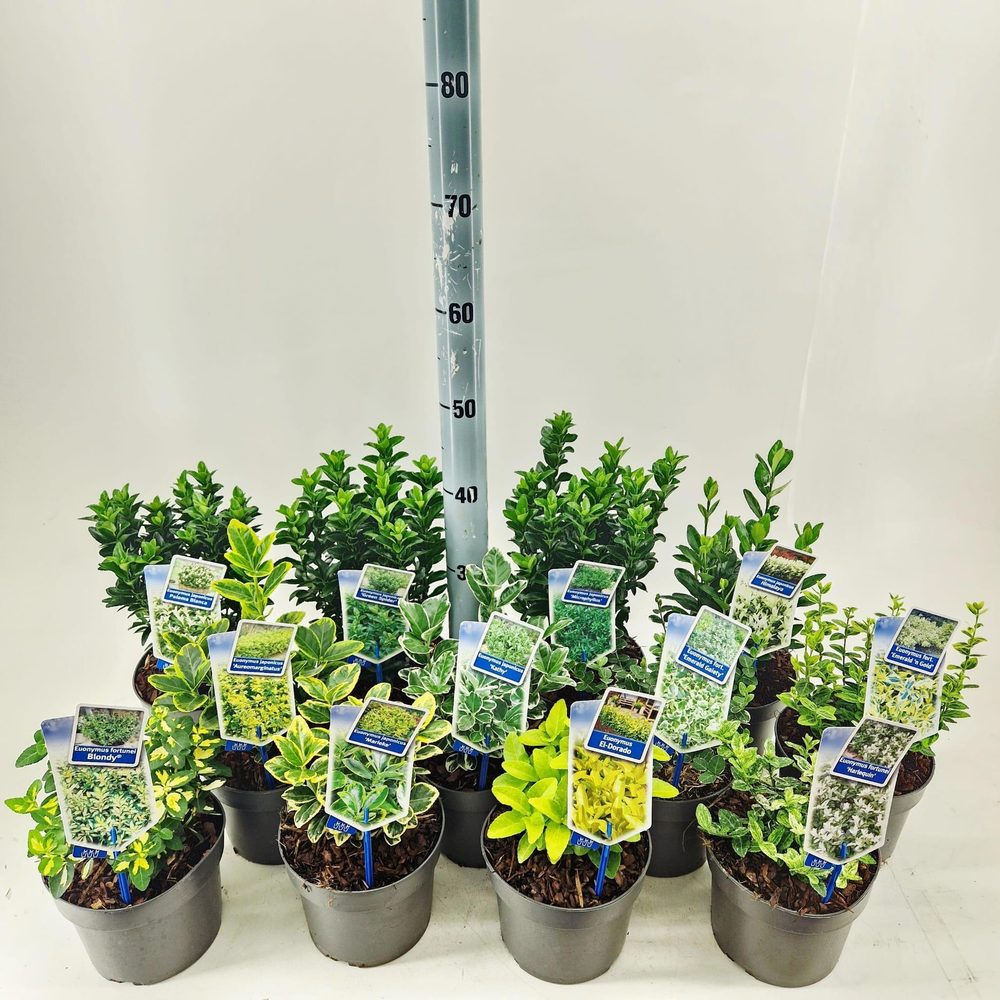 Euonymus mix (minimum order one layer) P17.